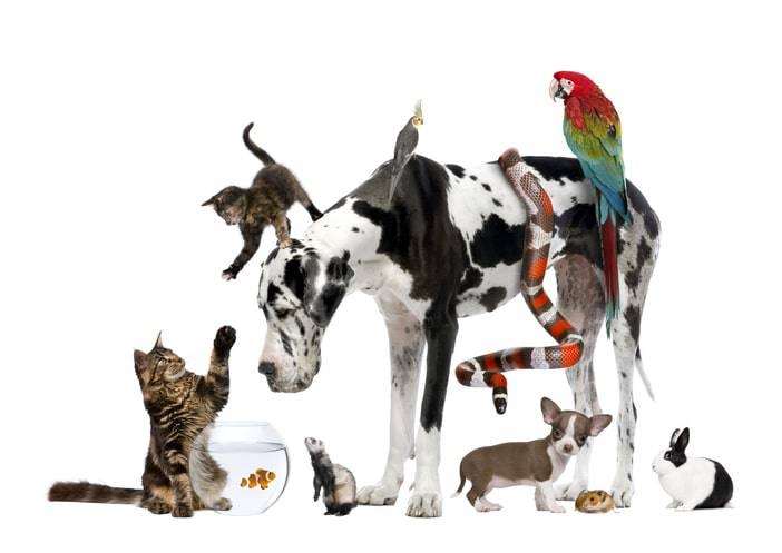Rappresentazione visiva dell'articolo: Investire nella "pet economy"